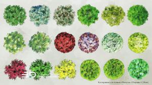 Pastel-style raster plants for landscape design plans, set 8 (18 pcs)